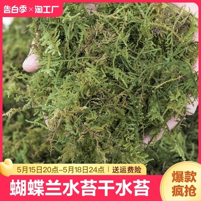 蝴蝶兰水苔兰花专用苔藓植物垫材