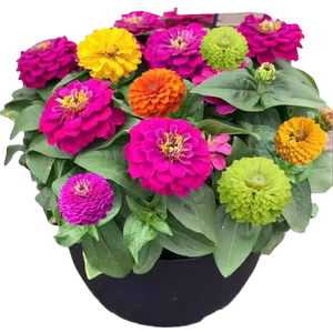 重瓣百日草花籽四季开花菊花卉种孑花种籽子大全种植大花多年生
