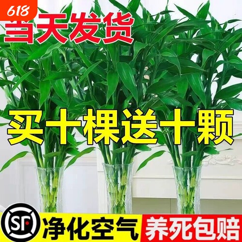 富贵竹水培植物节节高招财粗杆绿植室内盆栽观音竹带根紫色发财竹