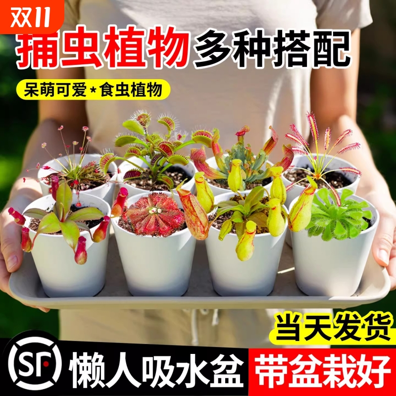 食虫植物捕蝇草盆栽猪笼草驱蚊绿植食虫草夏季室内好养活种植阳台