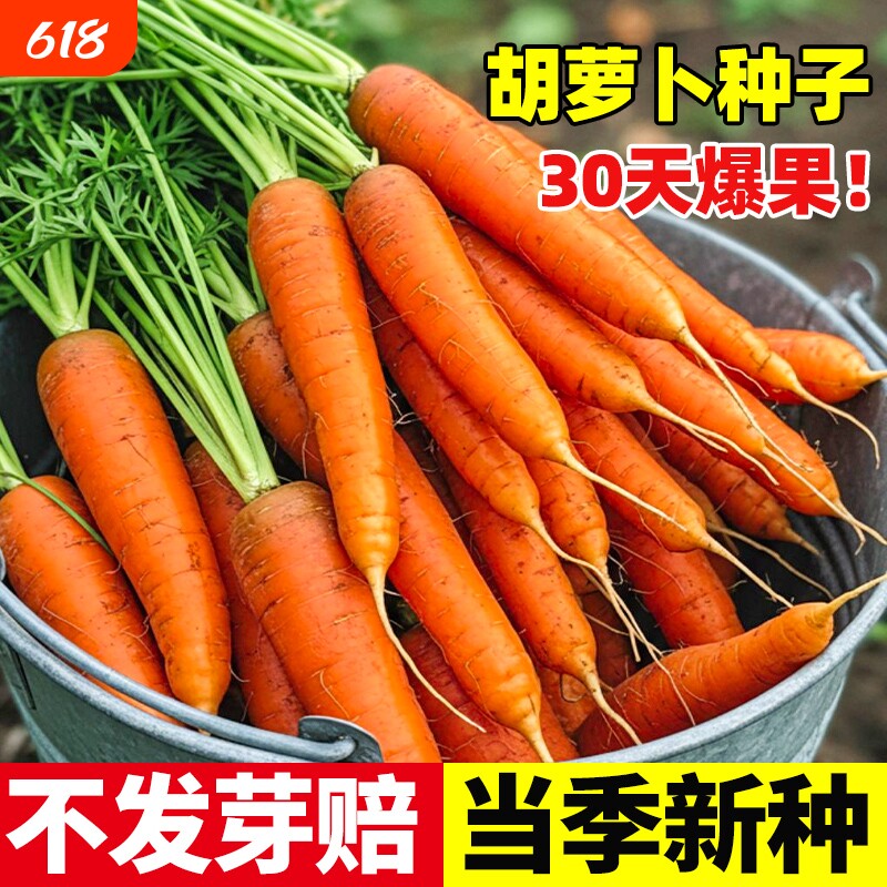 胡萝卜种子籽种红罗水果萝卜四季秋冬蔬菜种籽大全种孑高产种植