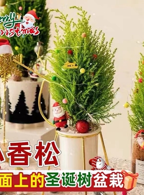 小香松盆栽香冠柏圣诞树四季绿植物盆景竹柏办公室内松树摆件客厅