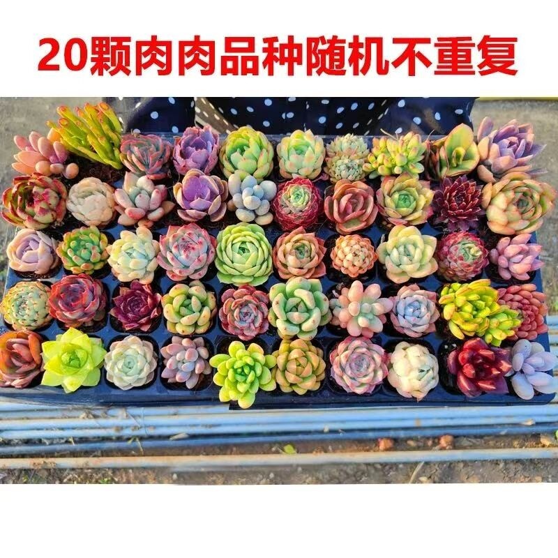 多肉植物套餐含带盆肉肉组合室内小盆栽精品玉露珍妮好养花卉绿植