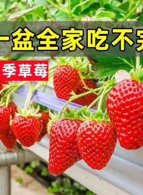奶油草莓苗盆栽带盆带土种籽可食用红颜四季结果阳台种植新苗秧