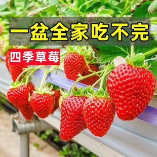 奶油草莓苗盆栽带盆带土种籽可食用红颜四季结果阳台种植新苗秧