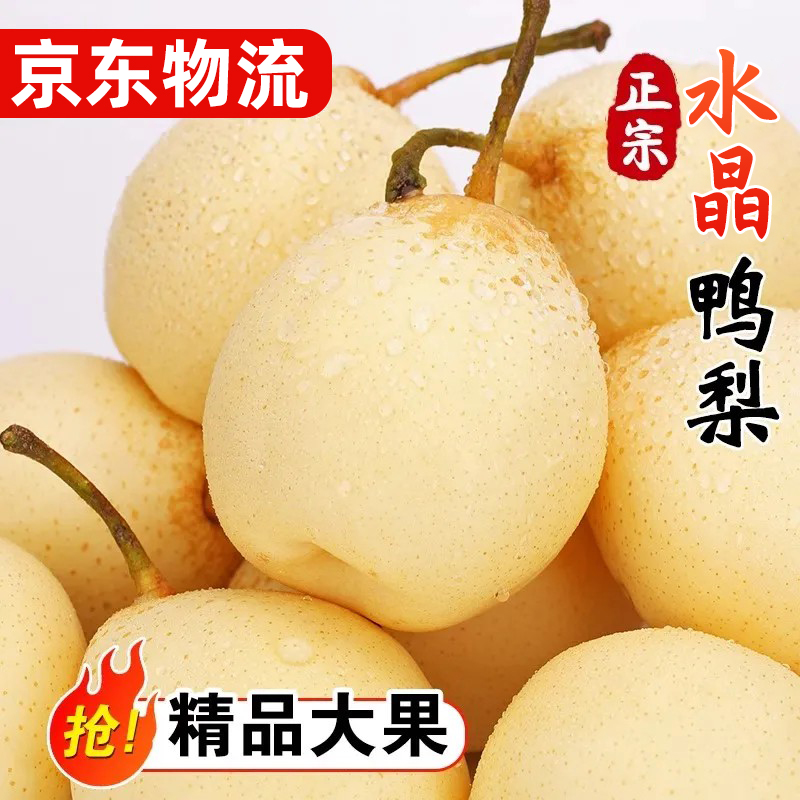 正宗水晶鸭梨新鲜水果时令当季整箱梨子新鲜雪梨鸭梨山东河北10斤