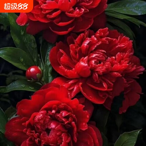 重瓣芍药花苗花卉正宗牡丹四季开花好养大花阳台客厅冬季庭院带芽