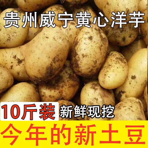 贵州高山露天新鲜老品种黄皮黄心土豆马铃薯洋芋新货农家自种好吃
