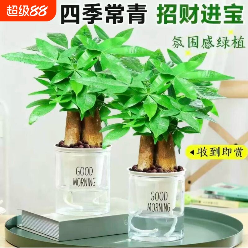 发财树小盆栽花卉绿植水培植物室内四季好养绿萝金钱树客厅陶瓷图片