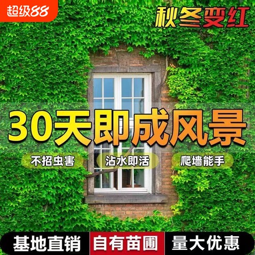 爬山虎树苗爬墙虎爬藤绿植物四季常青不落叶庭院藤蔓种子阳台耐寒