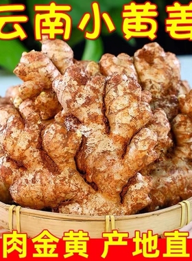 【甄选】正宗云南小黄姜新鲜生姜高山沙姜农家土姜籽姜农家姜香辣