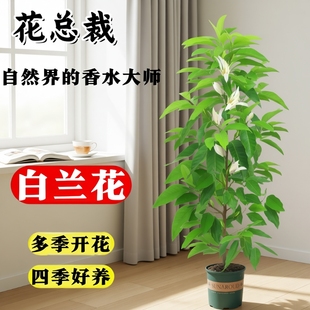 白兰花盆栽树苗老桩黄角兰带花苞室内庭院花卉花苗白玉兰开花阳台