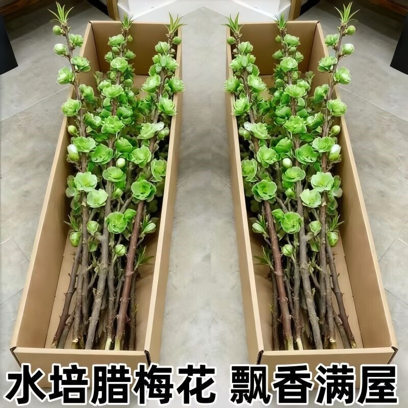 遇水开花鲜枝水培梅花枝带花苞室内耐寒花卉绿植懒好养客厅腊梅花
