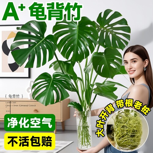 龟背竹水培盆栽净化空气水养富贵竹室内客厅桌面绿植物四季好养活