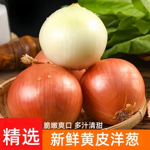 山东黄皮洋葱新鲜大洋葱头5斤白心圆葱生吃脆甜农家自种当季蔬菜