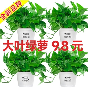 绿萝盆栽室内好养客厅净化空气花卉大叶大盆绿箩除甲醛绿植办公室