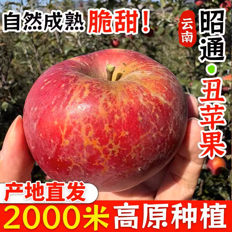 正宗云南高原冰糖心苹果昭通红富士丑苹果当季脆甜新鲜孕妇水果