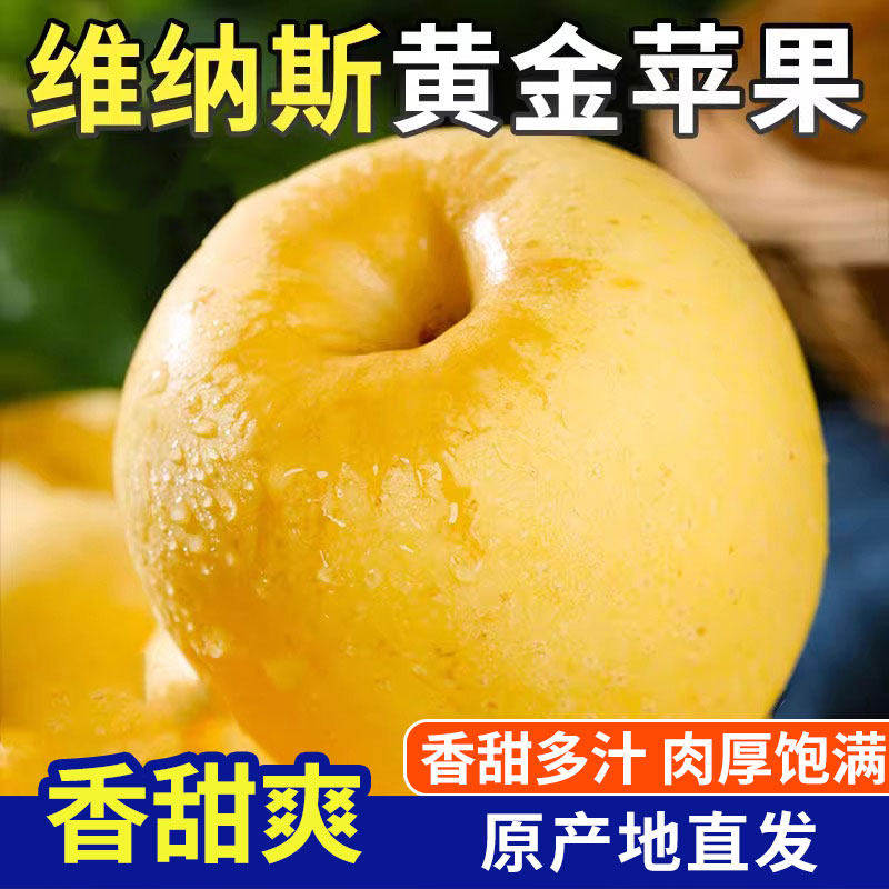 甘肃庆阳正宗黄金维纳斯苹果新鲜水果当季一整箱应季脆甜多汁平果