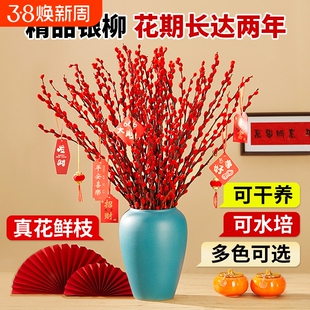银柳真花鲜枝年宵花客厅摆件干花盆栽抱抱桶红色花卉干枝水培植物