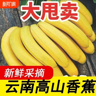 青果需催熟 云南高山香蕉新鲜水果现摘整箱优质优选当季 一级果