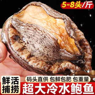 鲍鱼肉鲜活冷冻新鲜特大去壳小鲍鱼捞饭海鲜水产鱼商用官方旗舰店