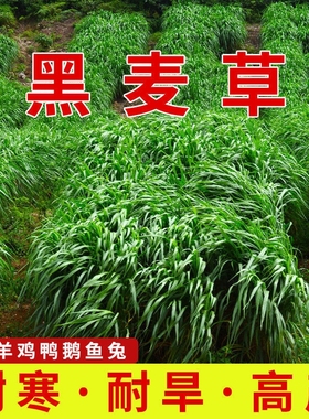 黑麦草种籽子种四季耐寒牧草种子草种孑种植南方开花高产多年生
