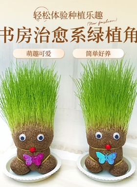 趣味长草娃娃小盆栽草头娃娃猫草桌面水培绿植好养儿童观察小植物