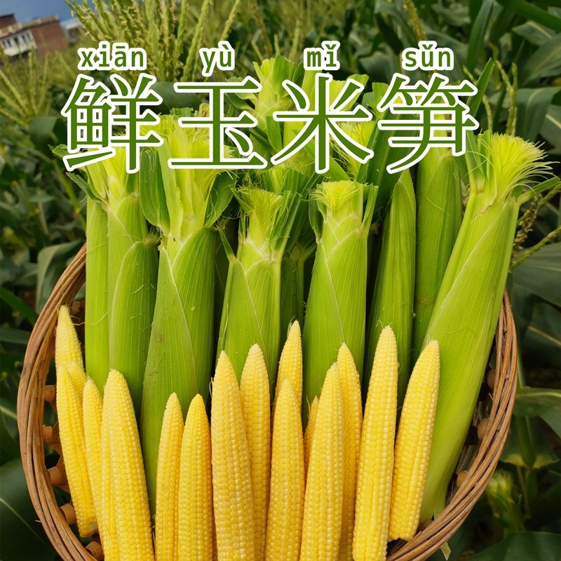 广西新鲜玉米笋现摘玉米笋鲜嫩蔬菜水果小玉米棒迷你玉米非转基因,水产肉类/新鲜蔬果/熟食,新鲜玉米,淘宝优惠券,粉丝福利购,淘宝优惠卷