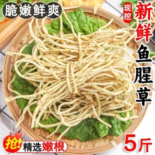 新鲜鱼腥草嫩根现挖折耳根凉拌即食下饭菜节节根农家自种当季蔬菜
