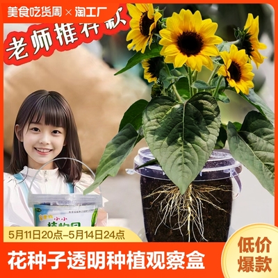 向日葵种子学生种植透明观察套装