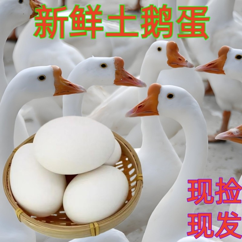 农家散养土鹅蛋新鲜生态鹅蛋现捡现发孕妇宝宝大鹅蛋营养健康,水产肉类/新鲜蔬果/熟食,鹅蛋,淘宝优惠券,粉丝福利购,淘宝优惠卷