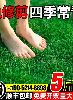 草坪草籽四季常青护坡固土狗牙根庭院草皮绿化黑麦草种子耐寒植物
