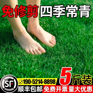 草坪草籽四季常青护坡固土狗牙根庭院草皮绿化黑麦草种子耐寒植物