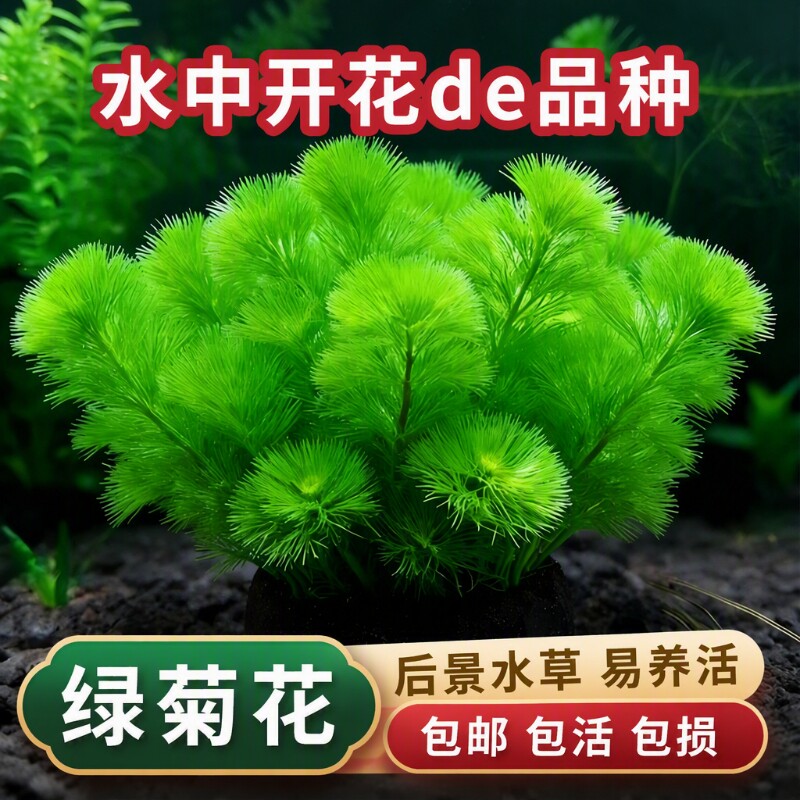 绿菊大坨草水草鱼缸造景装饰绿植图片