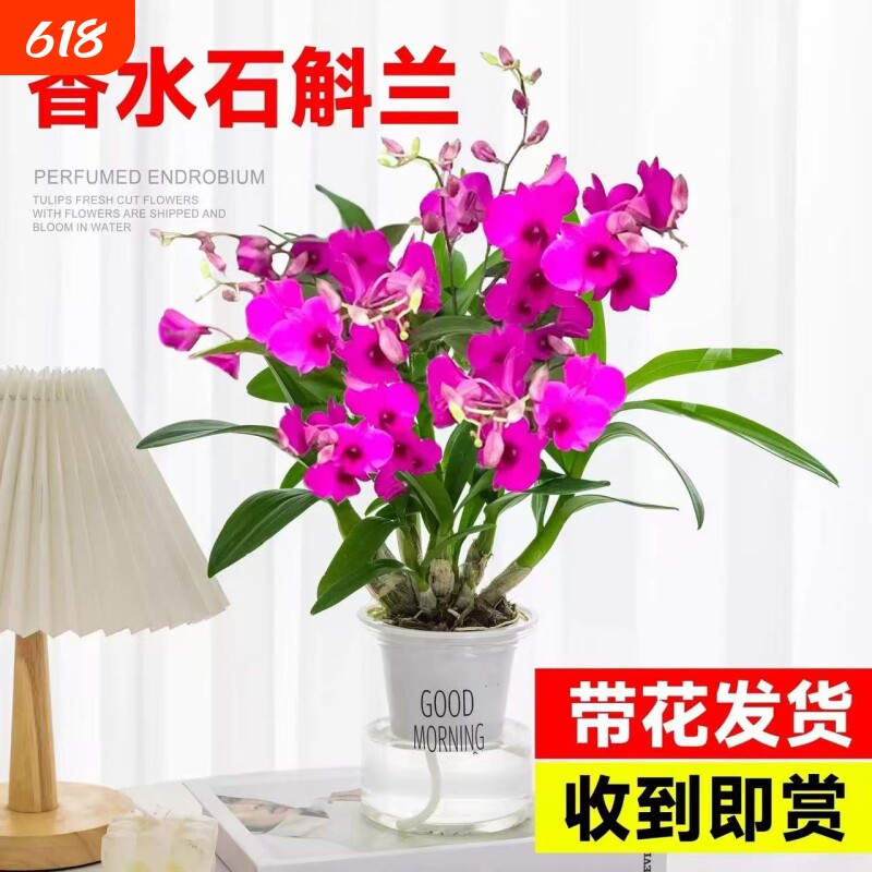 香水石斛兰盆栽带花苞兰花卉室内水培植物四季开花好养绿植客厅