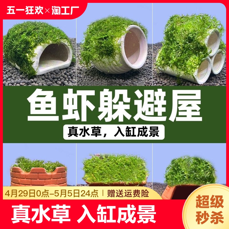 鱼缸水草造景莫斯水草懒人真植物鱼虾躲避罐虾屋小摆件小鱼躲避屋