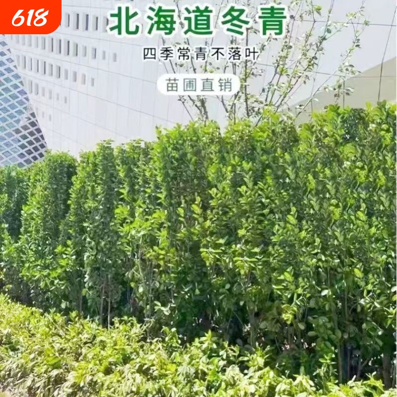 北海道冬青苗黄杨苗耐寒四季常青 庭院丛生绿化 绿篱笆墙围栏植物