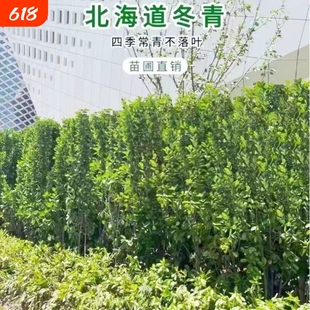 北海道冬青苗黄杨苗耐寒四季常青 庭院丛生绿化 绿篱笆墙围栏植物
