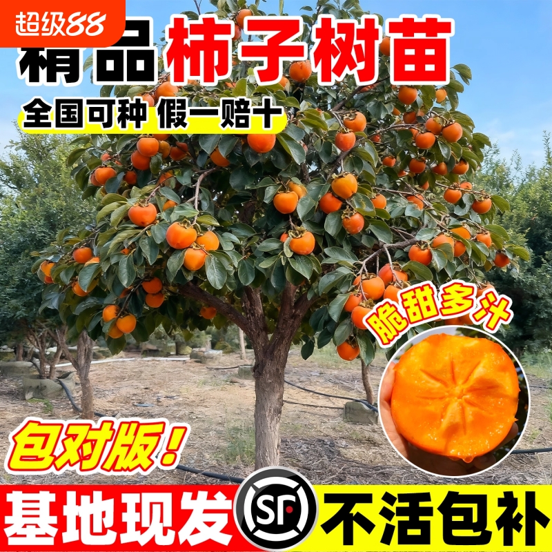 无核脆甜柿子树果苗嫁接庭