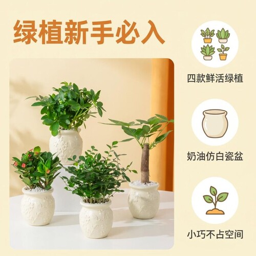 发财树浮雕盆桌面迷你绿植盆栽九里香易活小植物虎皮客厅鲜花造景