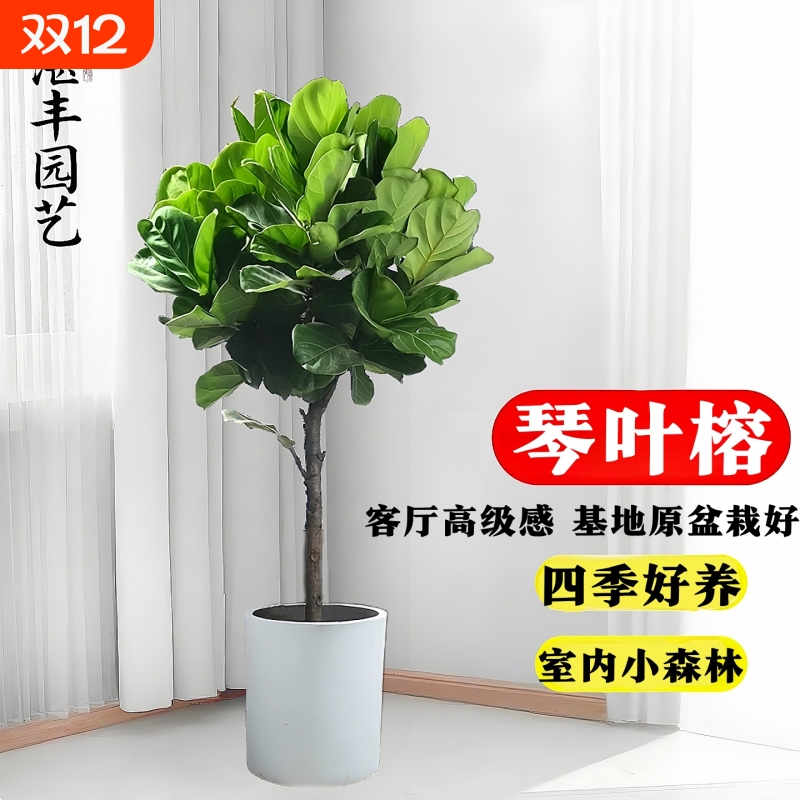 琴叶榕客厅绿植大盆栽大叶型植物办公室走廊高级感观叶好养活小苗