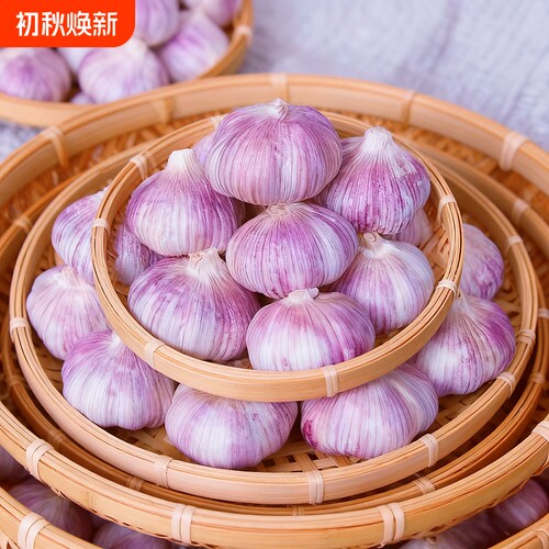 【便宜整箱】今年新晒干蒜紫白皮大蒜蒜香辛辣大果批发厨房调味料