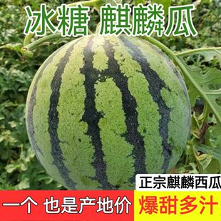 头茬麒麟西瓜水果新鲜美都西瓜8424薄皮脆甜可口现摘包邮无籽