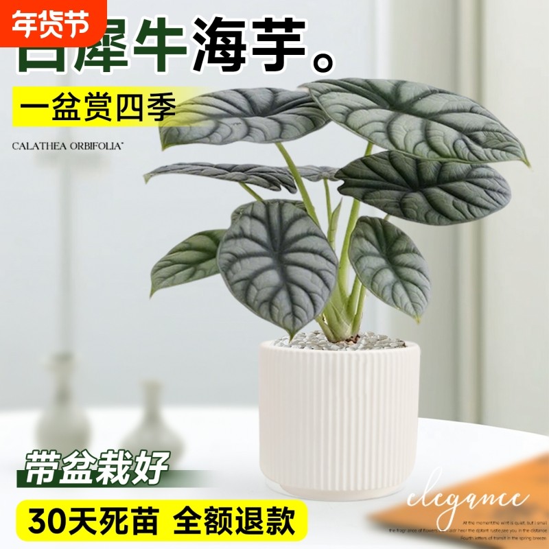 白犀牛海芋盆栽室内桌面绿植四季常青植物花卉盆景净化空气客厅