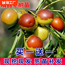 枣树活苗大冬枣嫁接南北方果树庭院种植葫芦果苗盆栽地栽结果正宗