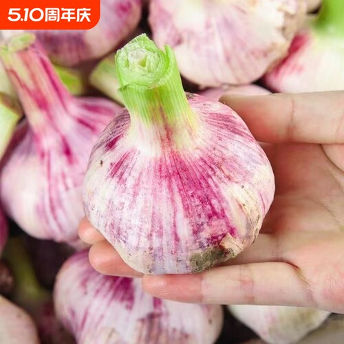 【当季蒜】河南新鲜大蒜头蒜现挖新蒜大蒜批发应季紫红皮糖醋湿蒜