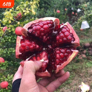 石榴树苗突尼斯软籽石榴苗大红袍特大树盆栽地栽南北方种植果树苗