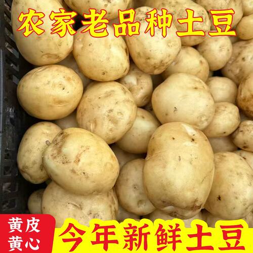 贵州黄心土豆新鲜高山