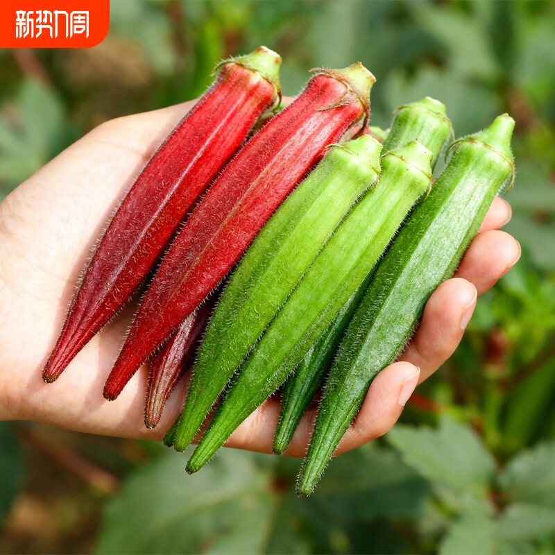 红黄秋葵种子种籽菜籽水果春季菜苗四季盆栽秋葵苗蔬菜孑苗秧高产