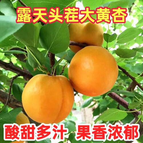 山西特产大黄杏新鲜酸甜爽口金太阳杏子现摘头茬当季孕妇水果包邮